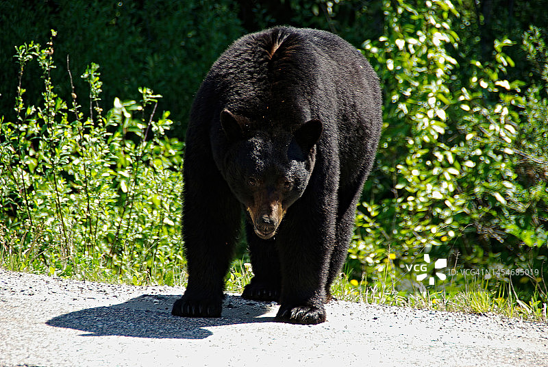 大型黑熊图片素材