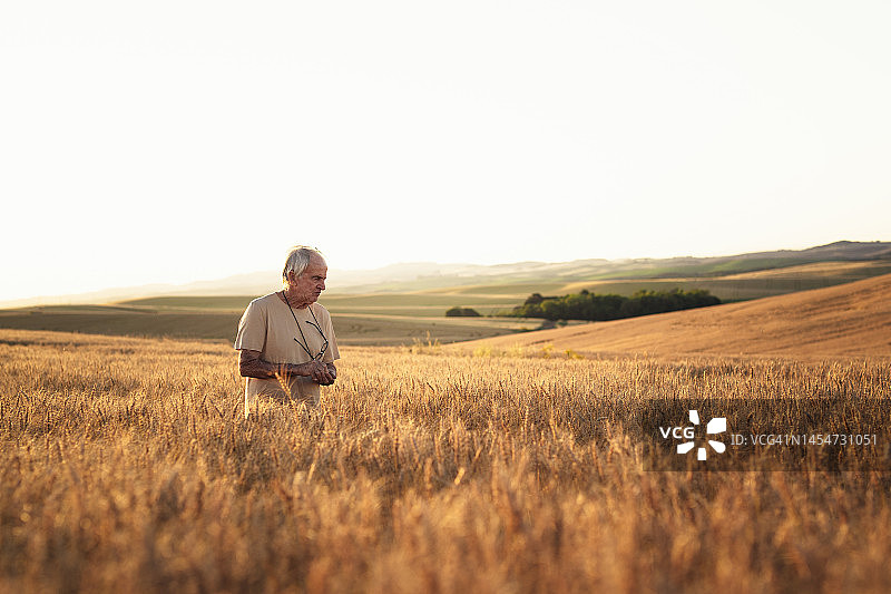 走在麦田里的年长农民图片素材