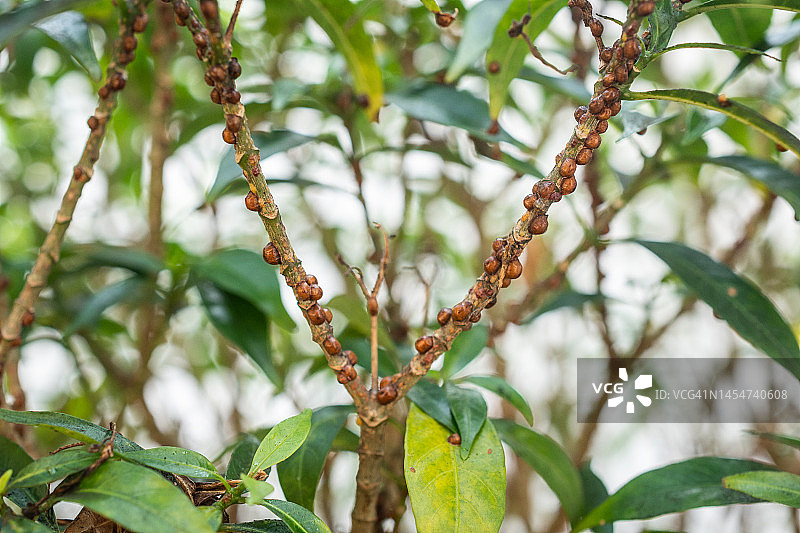 观赏植物枝上的褐软蚧图片素材