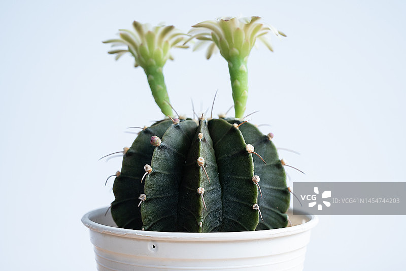 开花的 Gymnocalycium 仙人掌，Gymnocalycium 是一种流行的仙人掌，有刺且高度耐旱图片素材