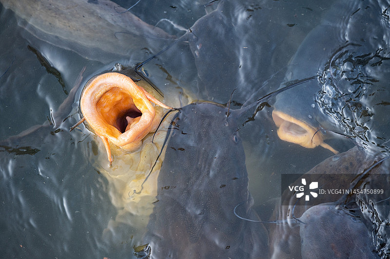 张开嘴的鲶鱼图片素材