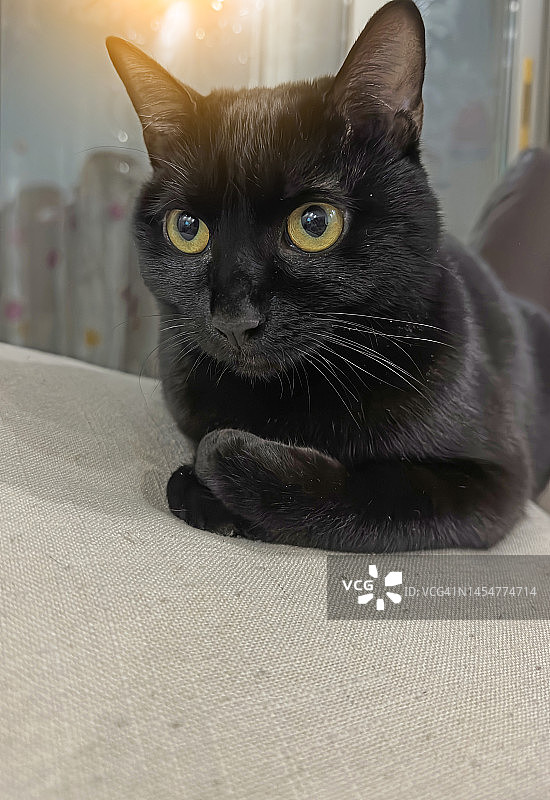 一只睁大眼睛的黑猫图片素材