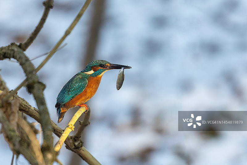 雄性普通翠鸟（Alcedo atthis）图片素材