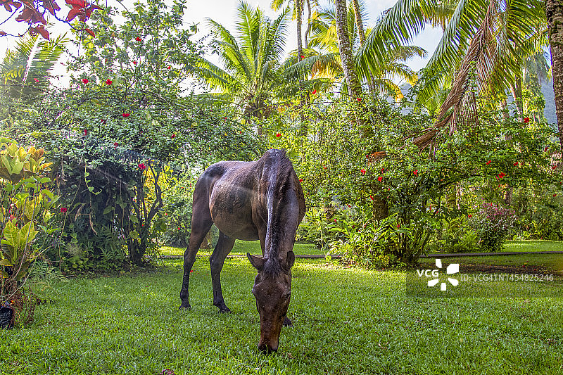大溪地岛图片素材