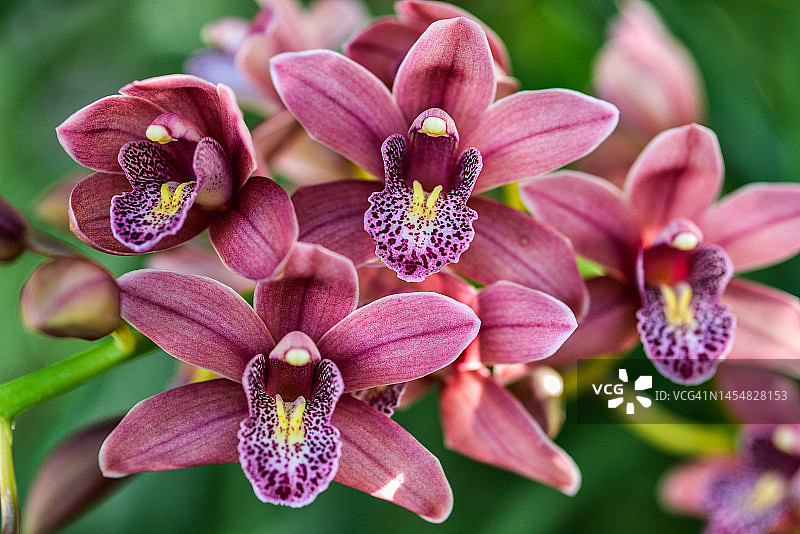 粉红色 Cymbidium 兰花盛开的特写图片素材