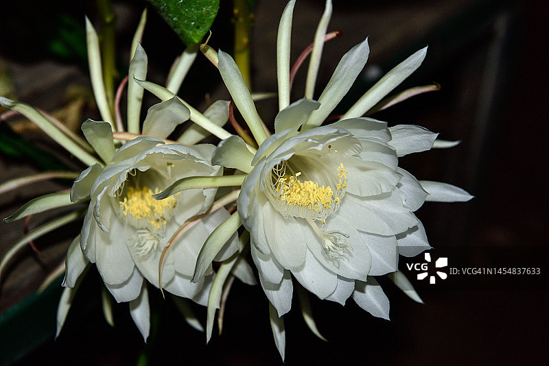 午夜盛开的昙花图片素材