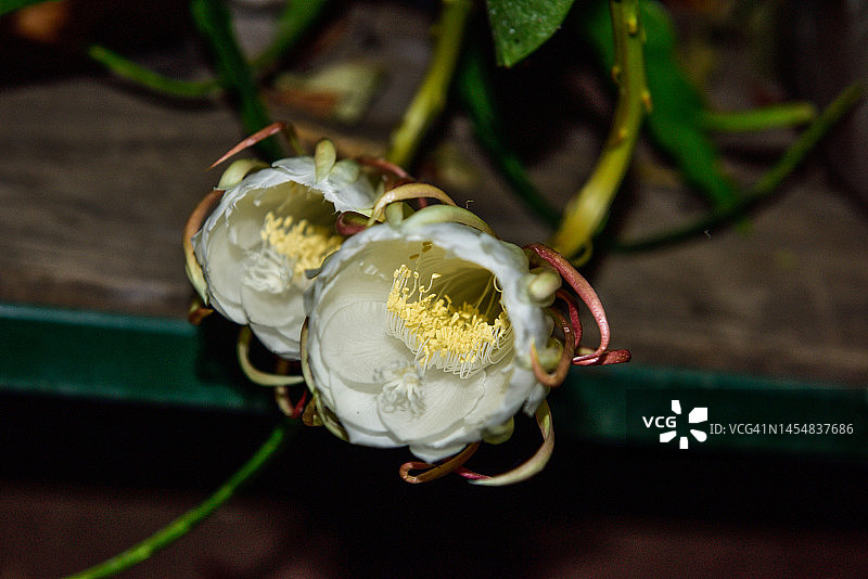 午夜时分开始绽放的昙花图片素材