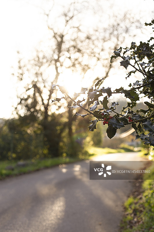 日落下的冬青树图片素材