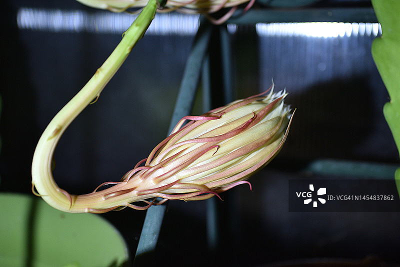 夜间昙花图片素材