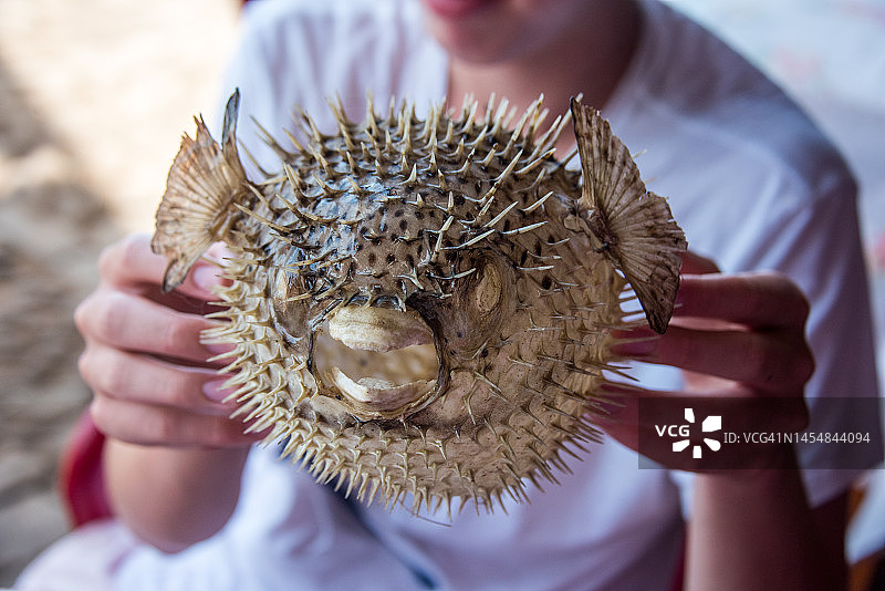 手拿河豚图片素材