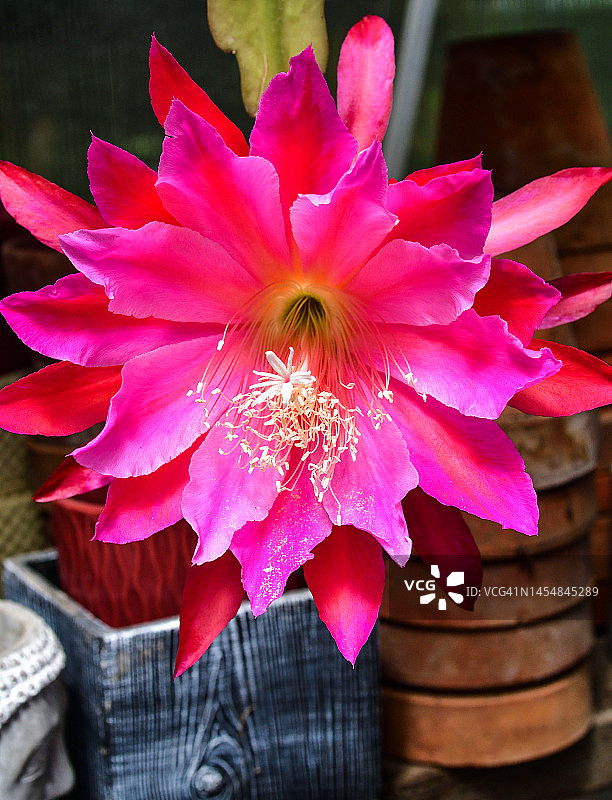 昙花属兰花仙人掌花朵特写图片素材