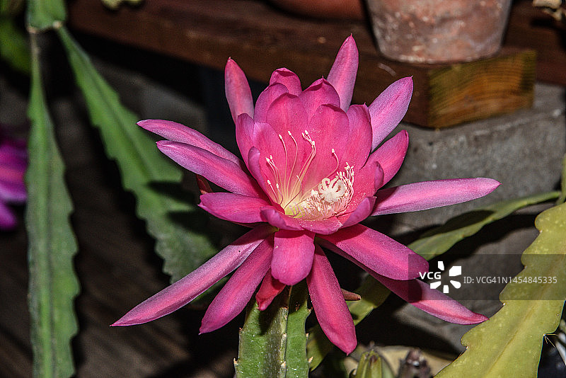 昙花属兰花仙人掌花朵特写图片素材