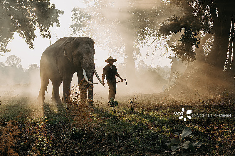 泰国驯象师和大象一起散步图片素材