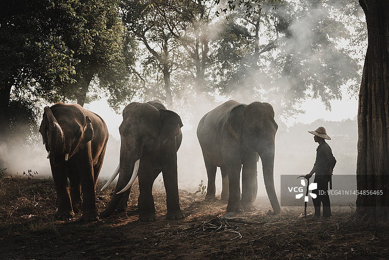 自然风光中的驯象员和大象图片素材