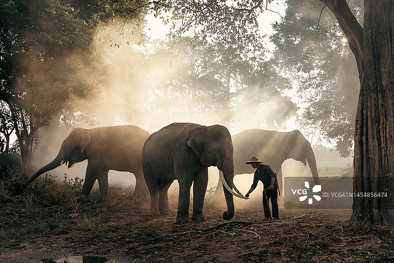 年轻的驯象师和他的三头大象在公园里图片素材