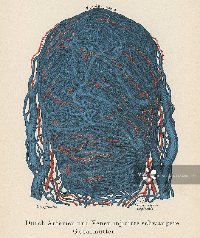 人类循环系统——妊娠子宫静脉和动脉的古老彩色石印插图图片素材