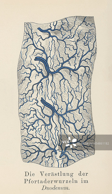 人体循环系统古老彩色石印插图—十二指肠门静脉根部分支图片素材