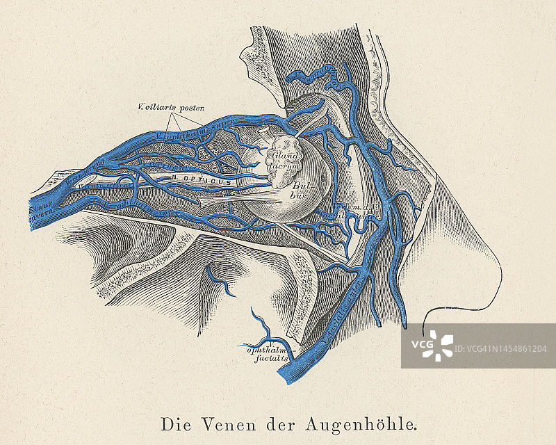 人眼眶静脉系统复古彩石版画插图图片素材