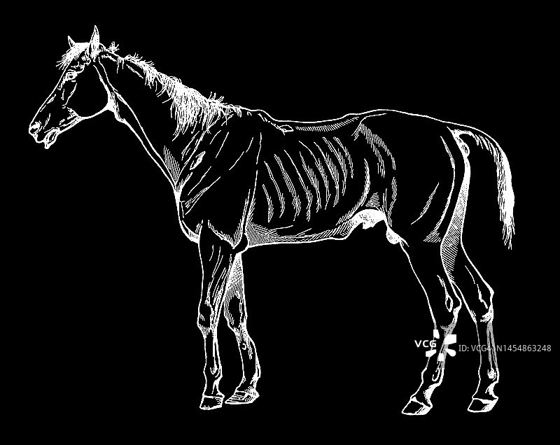 马的轮廓图片素材