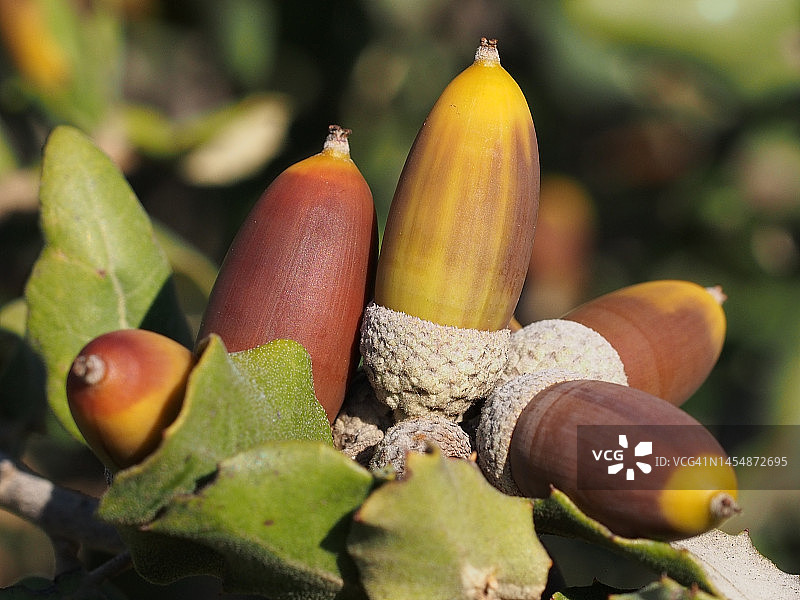 圆叶栎橡果图片素材