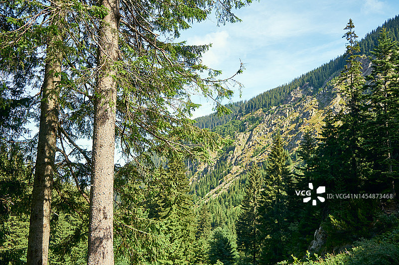 纯粹自然，巨松山谷景色图片素材