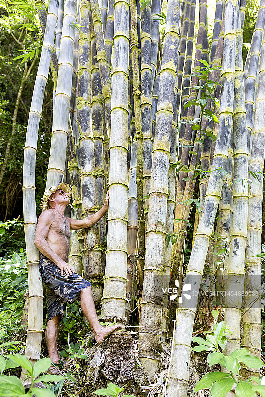 站在竹子上的英俊活跃老年人图片素材
