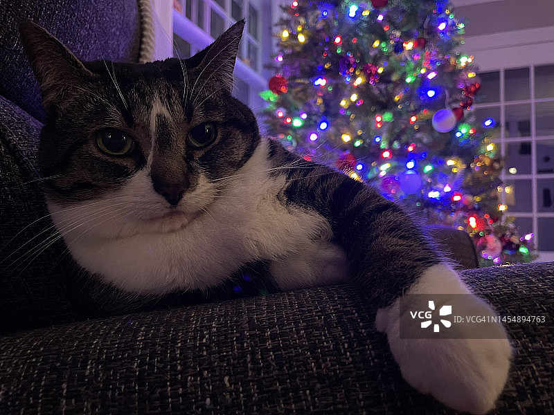 超重的虎斑猫图片素材