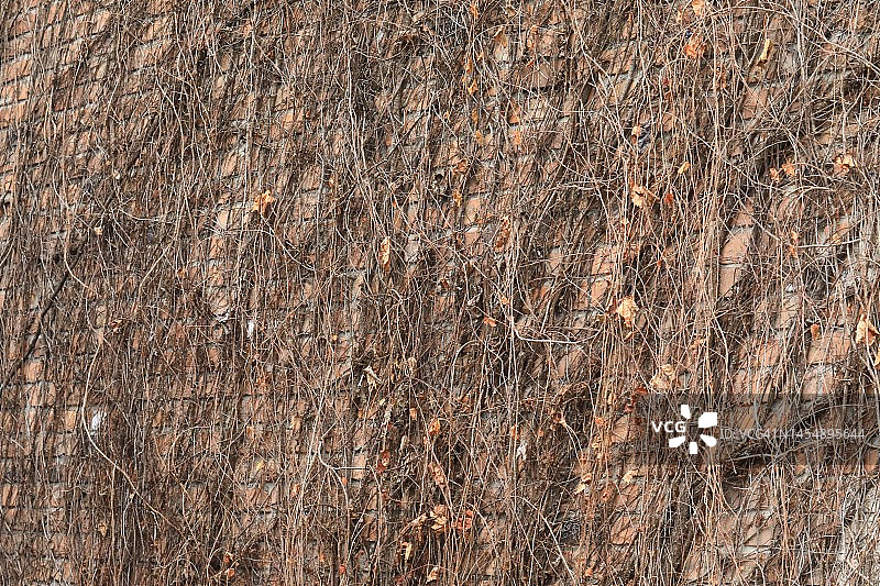 砖墙上的休眠常春藤图片素材