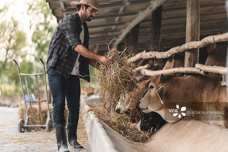 男人在田野和农场里喂养和照顾肉牛图片素材