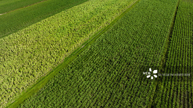 甘蔗田的航拍景观图片素材