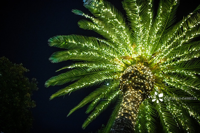 圣诞装饰的棕榈树图片素材