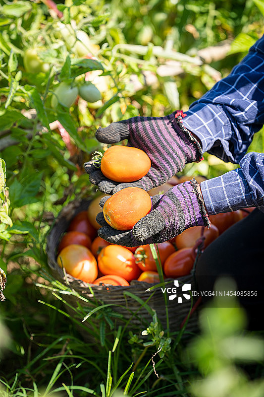 番茄丰收，农民带着新鲜采摘的番茄图片素材