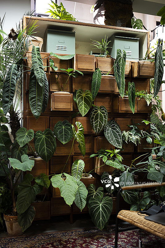 展厅中美丽的植物图片素材