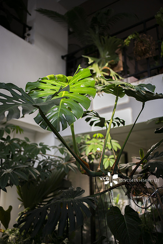 龟背竹图片素材