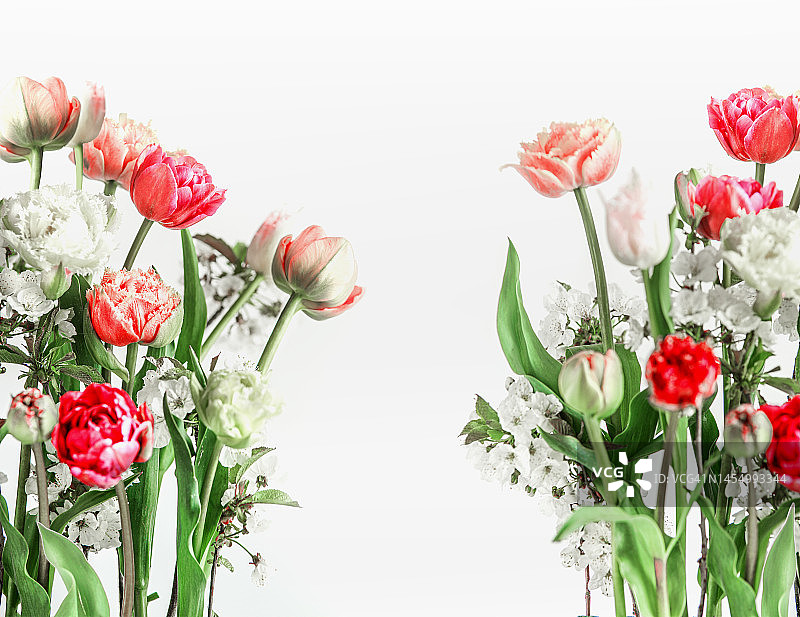 白色背景上的郁金香和樱花春季花卉框架图片素材