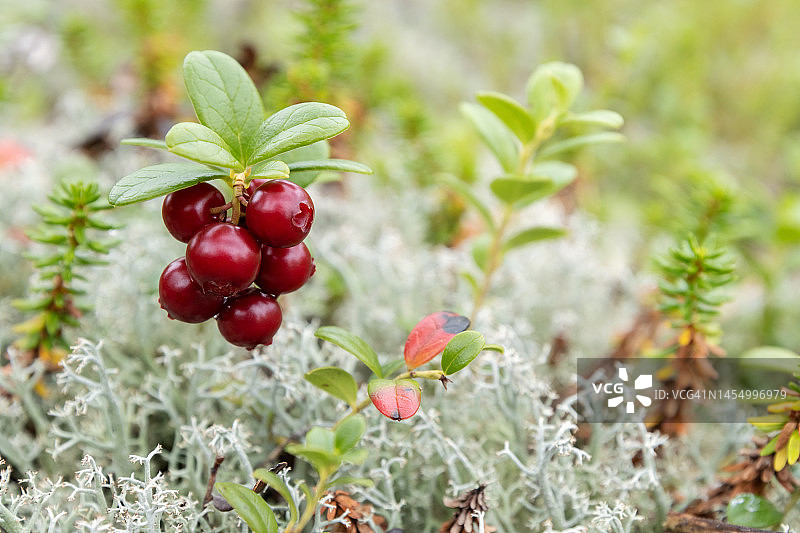 森林苔藓中生长的红色越橘浆果图片素材