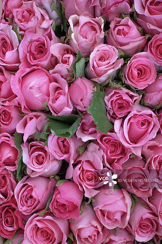 玫瑰花束特写图片素材