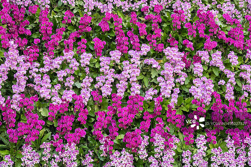 植物园中美丽的粉红色和品红色兰花全景照片图片素材