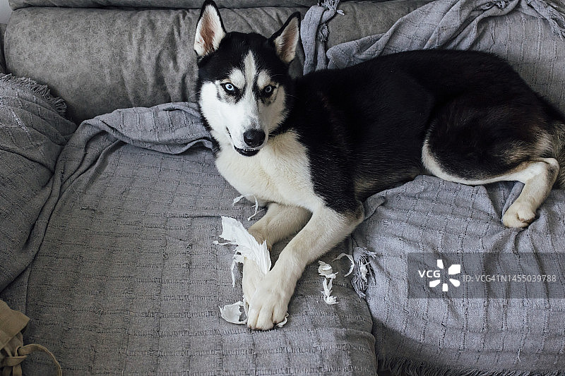 在沙发上咬纸和调皮的西伯利亚哈士奇幼犬：犬类训练图片素材