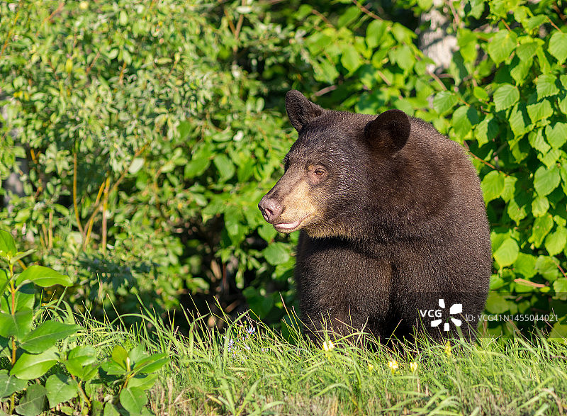 北方森林中被绿色树叶环绕的大黑熊图片素材