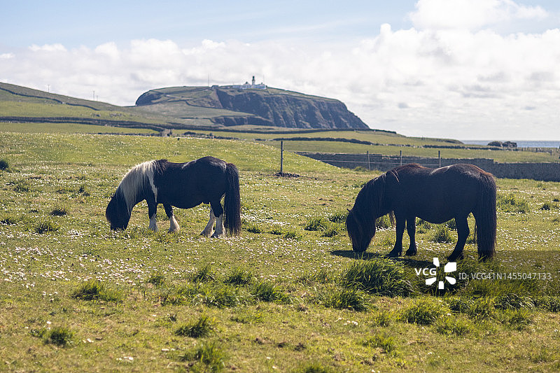 设得兰矮种马，苏格兰，英国图片素材