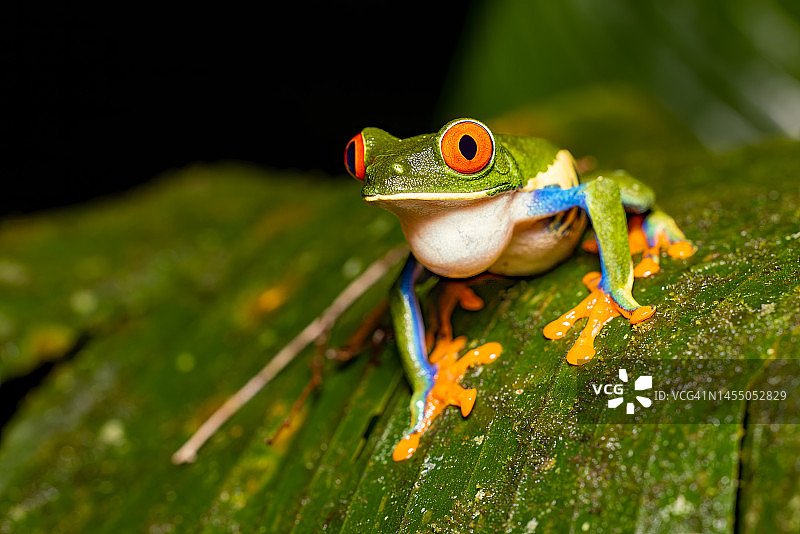 红眼树蛙图片素材