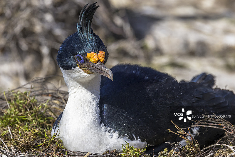蓝眼鸬鹚，桑德斯岛，福克兰群岛图片素材