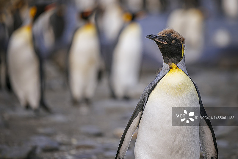 换羽的国王企鹅，南乔治亚岛黄金港图片素材