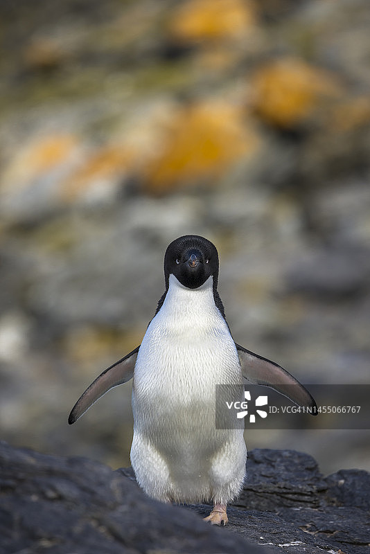 阿德利企鹅，辛格尔湾，南奥克尼群岛加冕岛图片素材