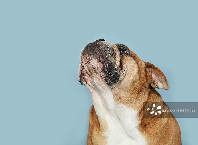 英国斗牛犬仰望的肖像图片素材