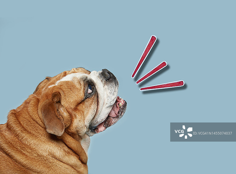 英国斗牛犬吠叫拼贴画图片素材