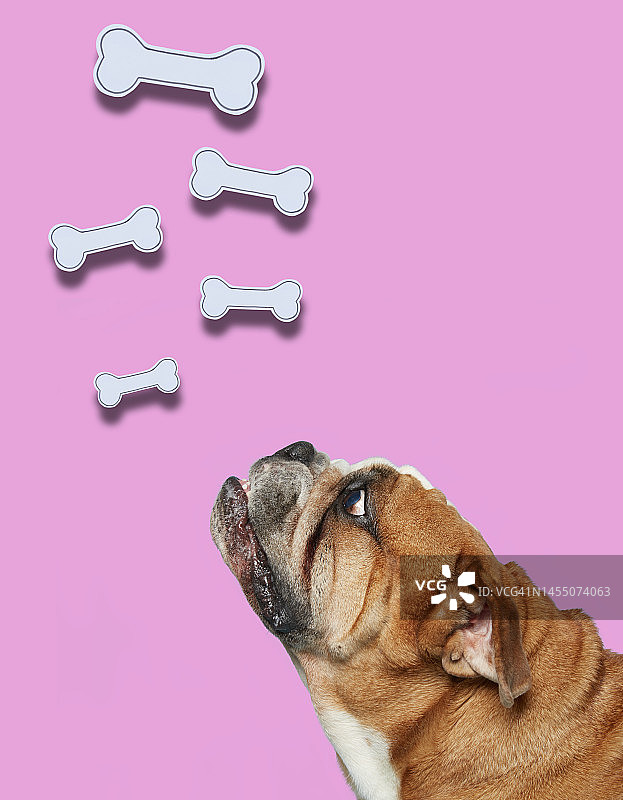 英国斗牛犬仰望骨头的拼贴图片素材