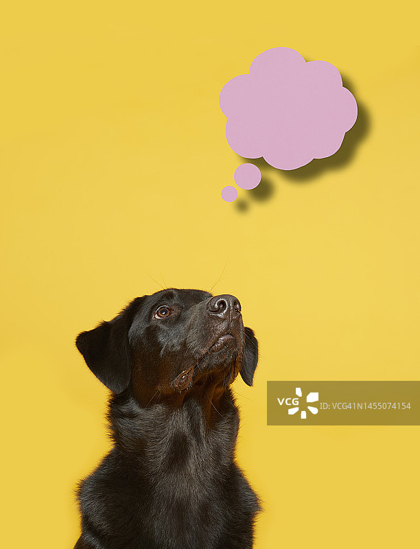 小狗抬头思考图片素材