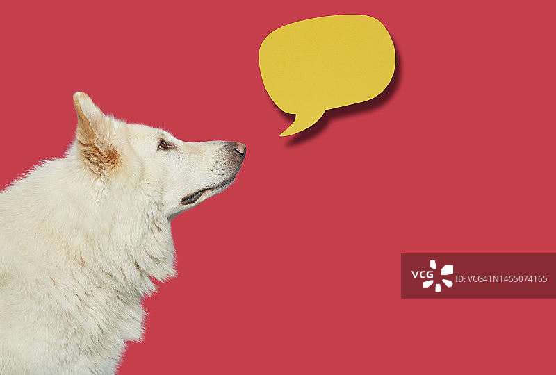 带有对话气泡的瑞士牧羊犬图片素材